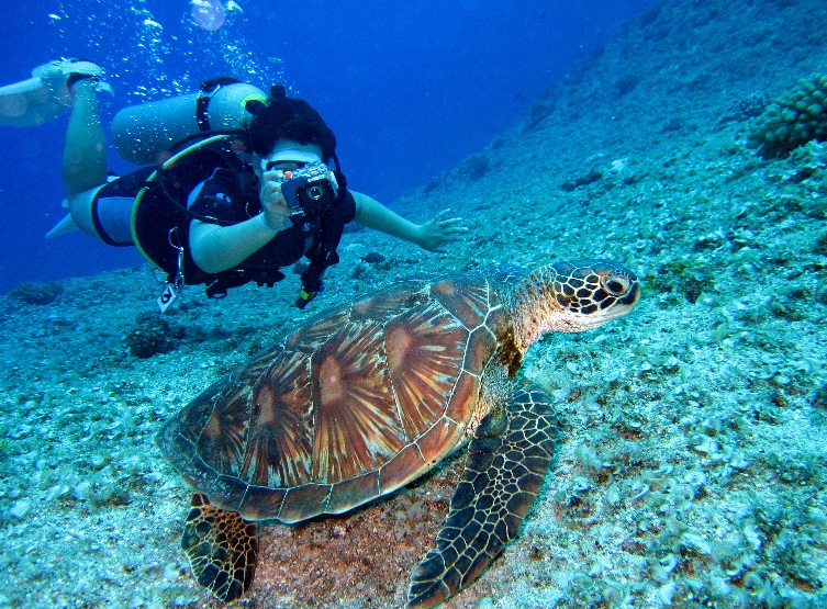 馬爾地夫 海龜